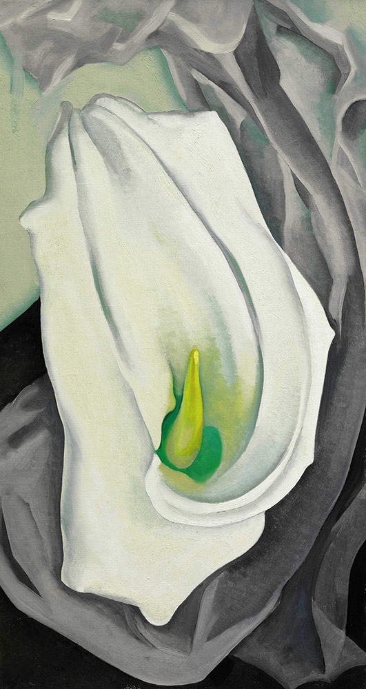 9350 O'Keeffe White Calla Lily