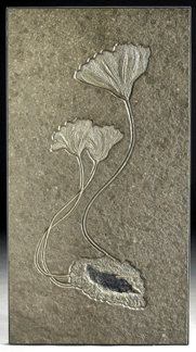 Found in Germany, Seirocrinus subangularis, commonly known as a fossil sea lily, was, in fact, an animal. Its plantlike morphology evolved to feed on plankton from its marine environment, reaching downward into the water from a floating piece of driftwood on which it was attached. Sold for $44,813, it measures 30 by 56 inches. 
