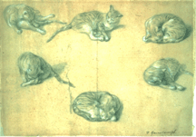 Studies of a Cat circa 17651770 Black chalk and stump and white chalk on buff paper Collection of the Rijksmueseum Amsterdam