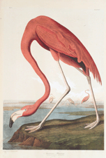 From the Birds of America Audubon folio that reached 160000
