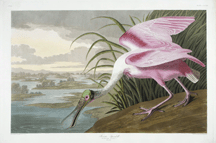 Plate 321 of the Roseate Spoonbill 175500