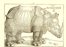 Das Rhinozeros The Rhinoceros Albrecht Durer 1515 Woodcut