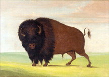 Buffalo Bull grazing on the prairie George Catlin oil on canvas