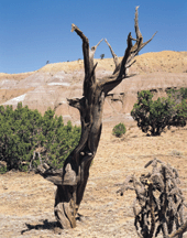 Cedar tree with lavender hills chromogenic print