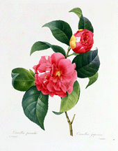 PierreJoseph Redout 17591840 colored stipple engraving Camellia japonica from Choix des plus belles fleurs 1827 Illustration courtesy of the Mertz Library The New York Botanical Garden