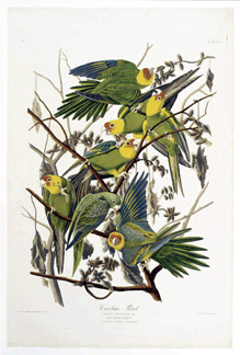 John James Audubon The Birds of America plate 26 Carolina Parrot