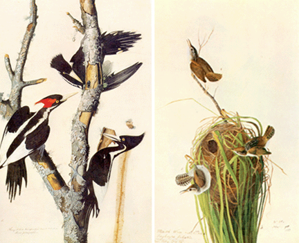 Ivory billed woodpecker shown left 1826 watercolor 38 by 25 inches and marsh wren Cistothorus palustris 1829 watercolor