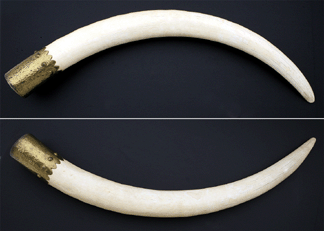 A pair of African elephant tusks one measuring 65 inches outside the other 65 12 inches from the late 1940s sold for 12650