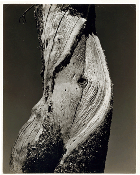 "Lake Tenaya,” 1937, gelatin silver print, 9 5/8 by 7 5/8 inches. The Dayton Art Institute, gift of Mr and Mrs John W. Longstreth.