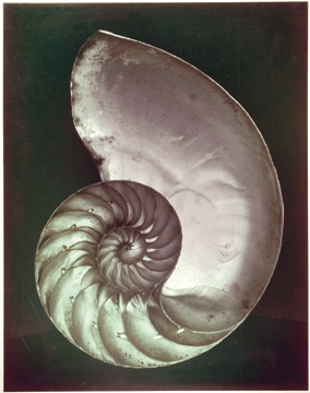 "Shell,” 1927, gelatin silver print, 9 ¼ by 7 ¼ inches. The Dayton Art Institute, gift of Mr and Mrs John W. Longstreth.