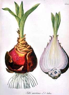 Daniel Wagner (b 1800), "Scilla maritime. L.b. bulbus” from Pharmaceutisch-medicinische Botanik, 1828–(1830), hand colored lithograph.