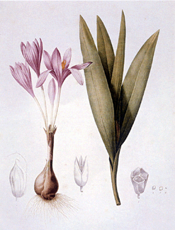 Pierre-Joseph Redouté (1759–1840), "Colchicum autumnale” from Les Liliacées, 1802–1816, colored stipple drawings.