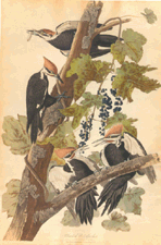 Audubons Pileated Woodpecker 23750
