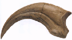 Raptor claw from Utah 1600