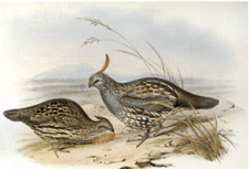 Partridges of America John Gould London 1850 19550