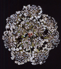 This hair ornament modeled after the common wildflower Queen Annes Lace is made of silver and copper with enamel opals and garnets