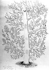 Roome Family Tree Descendants of Peter Roome 17381778 and Rachel DeGroot 17341815 of New York City Artist Peter Roome Warner Printer Maverick Stephan and Co New York Lithograph courtesy of D Brenton Simmons