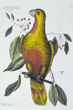 Parrot of Paradise with Redwood by Mark Catesby 173134 Colored engraving Chipstone Foundation acquired in 1952