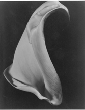 Calla Imogen Cunningham circa 1929 Gelatin silver print