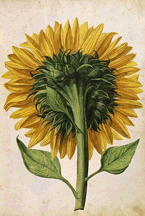 Sunflower Seen from the Back Daniel Froeschl Biblioteca Universitaria Pisa