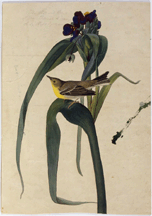 Vigors Warbler Sylvia Vigorsii Plate 30 from The Birds of America London 182638 Handcolored aquatint and etching