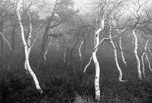 Pitch Pine and Gray Birch in the Dwarf Pine Ridges Sams Point Dwarf Pine Ridge Reserve Ellenville New York 1999 Annie Leibovitz gelatin silver print Copyright Annie Leibovitz