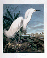 Snowy Heron White Egret Havell Edition Double Elephant Portfolio