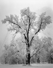 Oak Tree Snowstorm Yosemite 1948 From the collection of the Museum of Modern Art New York City