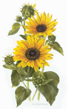 Common sunflower watercolor by Anne Ophelia Dowden for Phyllis S Busch Wildflowers and the Stories behind Their Names New York 1977 p 82