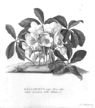 Helleborus niger Georg Dionysius Ehret 1745 Gouache on vellum