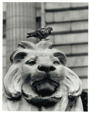 Rock Dove Columba livia and Lion Panthera leo Pigeon on New York Public Library Lion photograph by Ben Asen December 2001