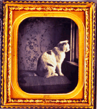 Cat by Window unknown maker circa 1850