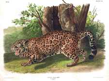The Jaguar will be among the reproductions offered