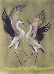 Dancing Cranes chalk on board