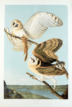 "Barn Owl,†chromolithograph after John James Audubon, Julius Bien, printer; 1860, collection of the Illinois State Museum.