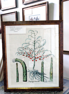 Maile Allen, Colonia, N.J., showed this Basil Bessler print of the common asparagus, circa 1613.