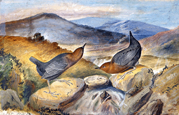 John James Audubon (1785‱851), with Victor Gifford Audubon (1809‱860), "American Dipper (Cinclus mexicanus),†Havell plate no. 370, 1836″7, watercolor, oil, pastel, graphite, pastel, and black ink on paper, laid on thin board.