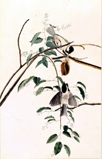 John James Audubon (1785‱851), engraved by Robert Havell Jr (1793‱878), "Proof of the Carolina Chickadee (Poecile carolinensis),†Havell plate no. 160, etching and aquatint with watercolor (applied by Audubon). 