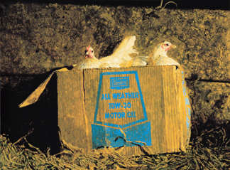 Influenced by Andy Warhol's use of commercial products in his art, Wyeth depicted chickens in various containers, rather than in more conventional settings, in "10 W 30,†1981. Collection of Andrew and Betsy Wyeth. ©Jamie Wyeth.