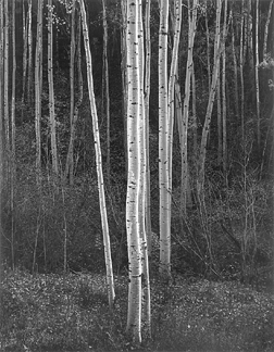 Ansel Adams, "Aspens, Northern New Mexico,†1958, gelatin silver print, the Lane collection, courtesy of the Museum of Fine Arts, Boston, ©2007 The Ansel Adams Publishing Rights Trust.