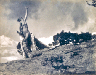 Ann Brigman (American, 1869‱950), "Soul of the Blasted Pine,†1907 (negative, 1906), platinum print, 7½ by 9 9/16 inches. Metropolitan Museum of Art, New York City. Alfred Stieglitz collection, 1933. Photo ©Metropolitan Museum of Art.