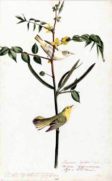John James Audubon (1785‱851) with Joseph Mason (1808‱842), "Yellow Warbler†(Dendroica petechia), Havell plate no. 35, 1821, watercolor, graphite, pastel, black ink, charcoal, and touches of gouache with selective glazing on paper, laid on thin board; 18 7/8  by 11¾ inches. Purchased for the society by public subscription from Mrs John J. Audubon.