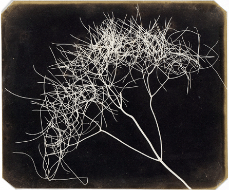 William Henry Fox Talbot, English (1800‱877), "Wild Fennel,†1841‱842, salted paper print, lent by The Metropolitan Museum of Art, Gilman Collection, purchase, Mr and Mrs Andrew W. Saul Gift, 2005.