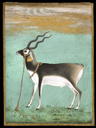 "A Black Buck on a Tether,†painting from an unidentified album, artist unknown, circa 1640, colored pigments and gold on paper. Chester Beatty Library, Dublin, Ireland.