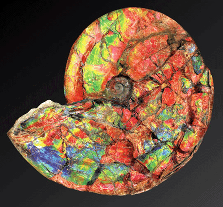 This unusually large gemlike ammolite ammonite commanded $264,000, breaking the auction record.