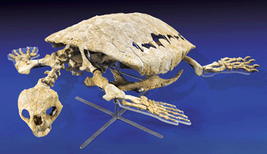 This Cretaceous turtle, Lytolama sp., is a recently described species. Unearthed in Morocco, it went for $27,000.