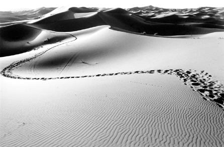 Peter Harron, "Camel Tracks,†2007, silver gelatin print.