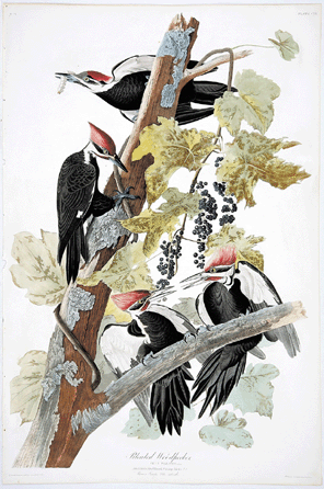 The star offering was a hand colored engraving after John James Audubon (American, 1785‱851), "Pileated Woodpecker,†No. 23, plate CXI, from the Havell edition of The Birds of America. Estimated at $20/30,000, the elephant folio engraving reached $64,625 against eight active telephones and considerable salesroom interest. The price represents the second highest price ever achieved at auction for the Audubon work.