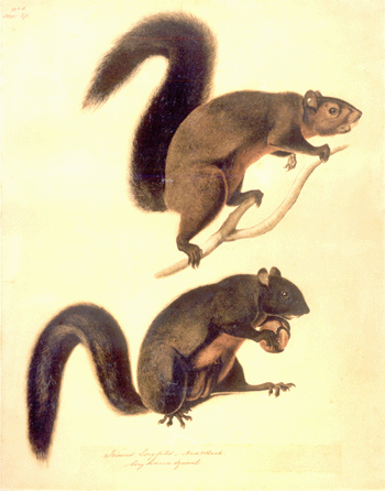 An extremely rare pen and ink, watercolor and gouache, later reproduced as a lithograph, plate 27, in Audubon's The Viviparous Quadrupeds of North America, circa 1841‱845, was cataloged as having been "Purchased from a Boston bookseller in the 1930s; found in the bookseller's street stalls.†It was the top lot of the auction, selling at $458,000.
