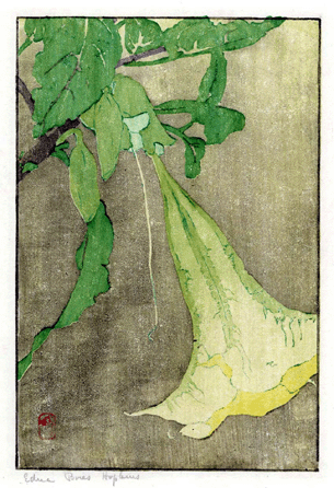 Edna Boies Hopkins (American, 1872‱937), "Datura,†circa 1909, 11 by 7¼ inches.